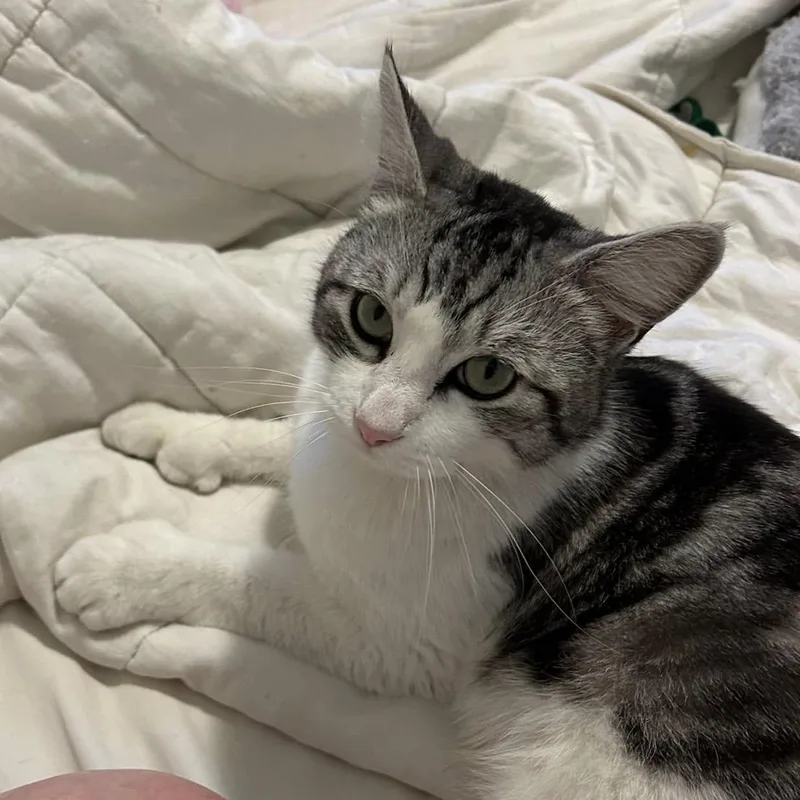 Ozzy The Polydactyl thumbnail 3
