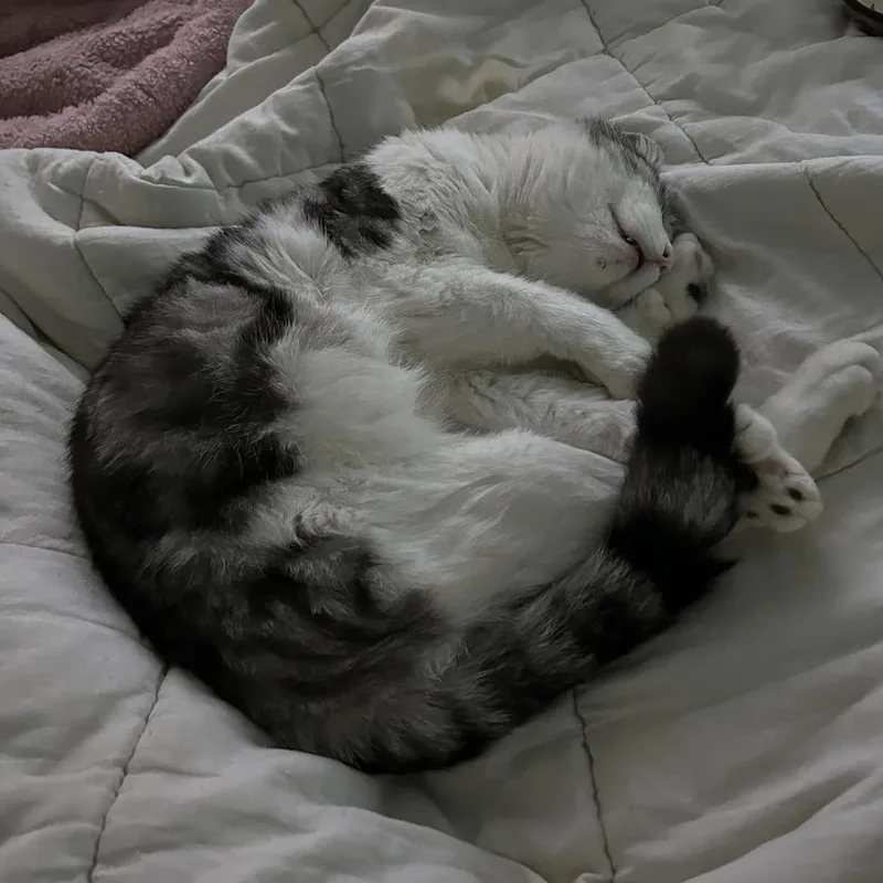 Ozzy The Polydactyl thumbnail 4