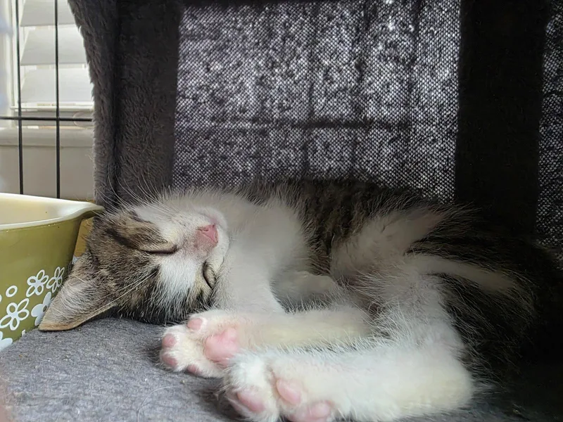A young medium-sized male Domestic Short Hair cat named C Litter Snickers for adoption in Livonia, MI
