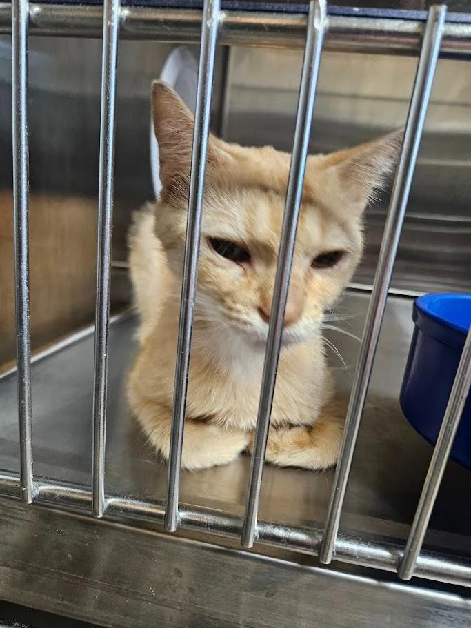 A young medium-sized female Domestic Short Hair cat named Edee for adoption in Maryville, TN