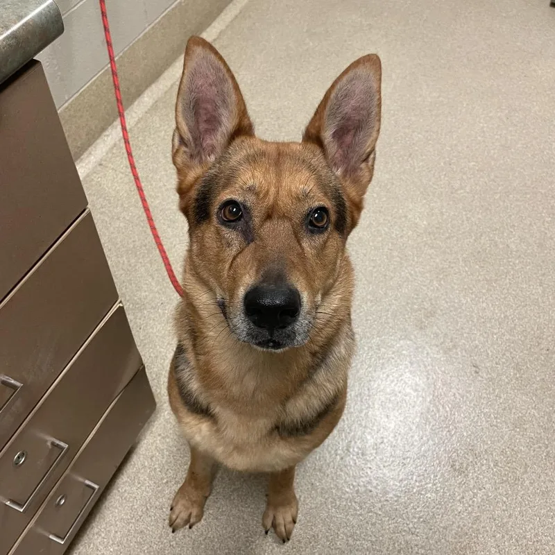 An adult medium-sized female Black German Shepherd Dog dog named Mocha for adoption in Bristol, IN