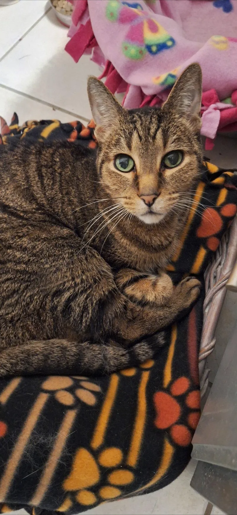 A senior medium-sized male Domestic Short Hair cat named Terry  Front Declawed for adoption in Wheaton, IL