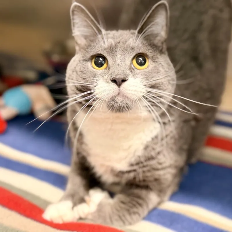 An adult medium-sized female Gray & White Domestic Short Hair cat named Vela for adoption in Jackson, NJ