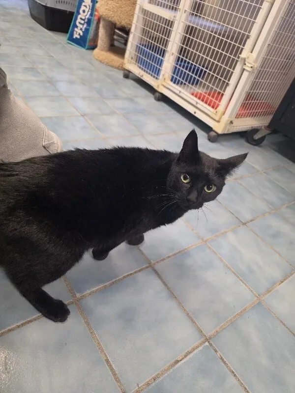 An adult medium-sized male Domestic Short Hair cat named Rumplestiltskin for adoption in Cortland, NY