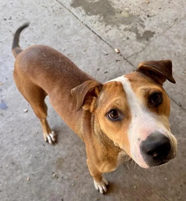 An adult medium-sized male Pit Bull Terrier dog named Roo for adoption in South Lake Tahoe, CA