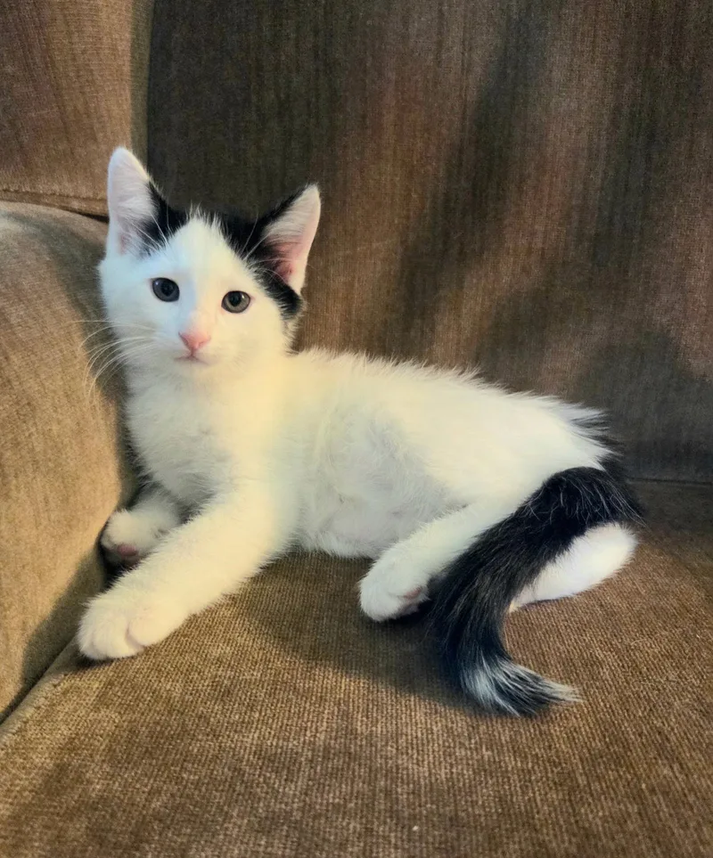 A baby medium-sized male White Domestic Short Hair cat named Fred for adoption in High Ridge, MO