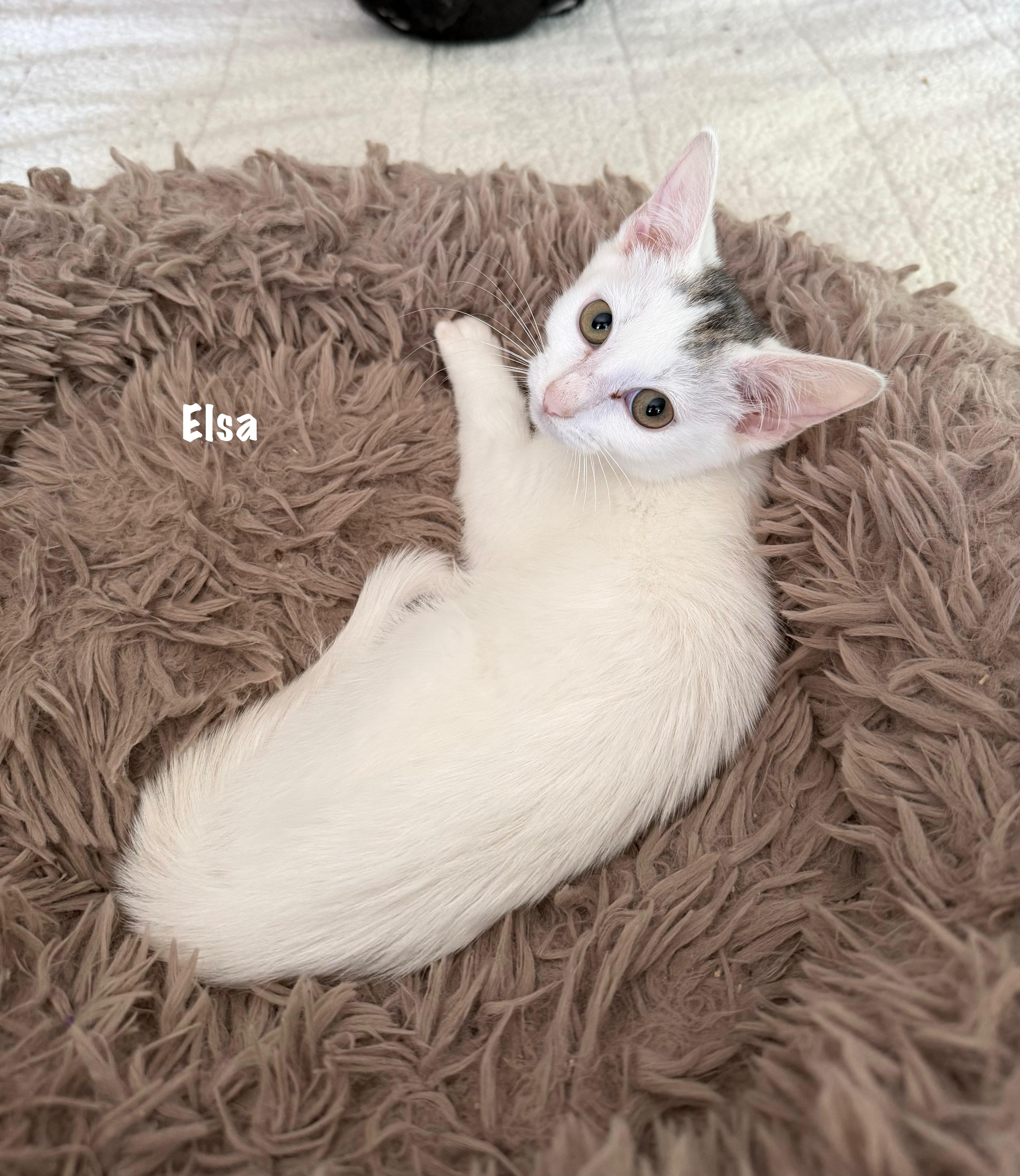 A baby medium-sized female White Domestic Short Hair cat named Elsa for adoption in East Hartford , CT
