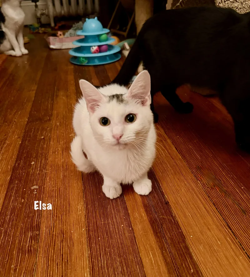 Elsa thumbnail 3