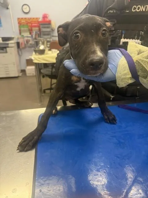 A young large-sized male Pit Bull Terrier dog named Aquaman for adoption in Phoenix, AZ