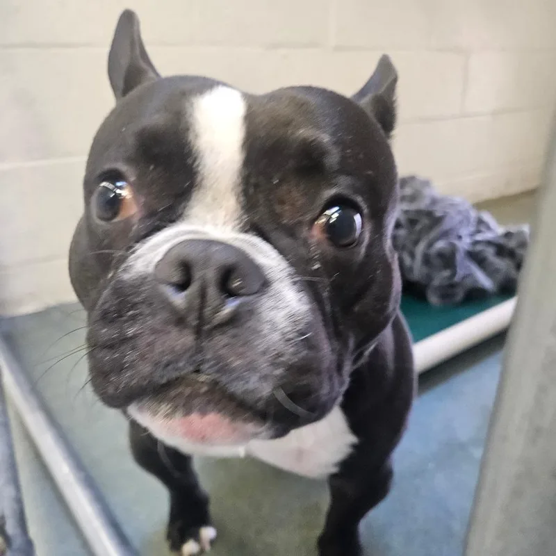 An adult medium-sized female Black French Bulldog dog named Baguette for adoption in Birdsboro, PA