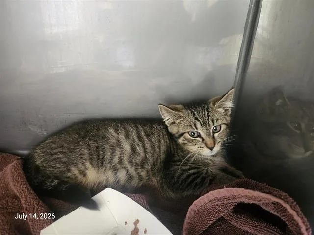 A baby small-sized male Domestic Short Hair cat named Wintergreen for adoption in Santa Cruz, CA