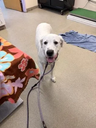 An adult large-sized female Great Pyrenees dog named Chloe for adoption in Palm Coast, FL