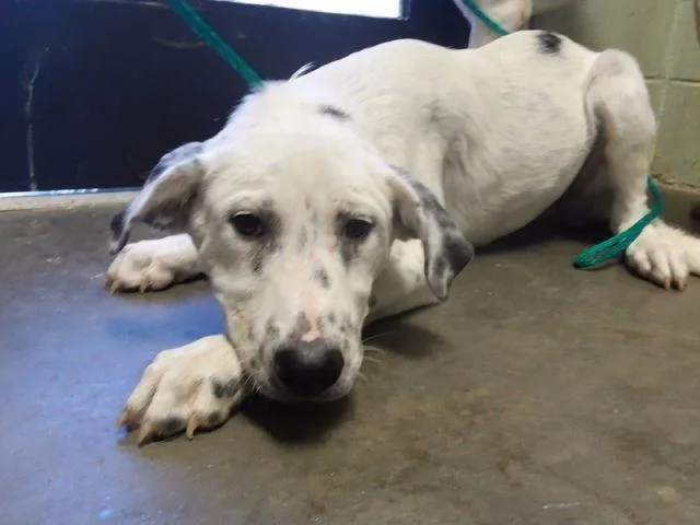 A young medium-sized male Mastiff dog named German for adoption in Tulsa, OK