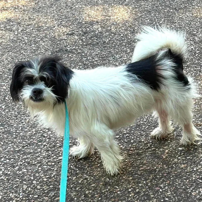 A young small-sized male Black Maltese dog named Skeeter for adoption in Caldwell, TX