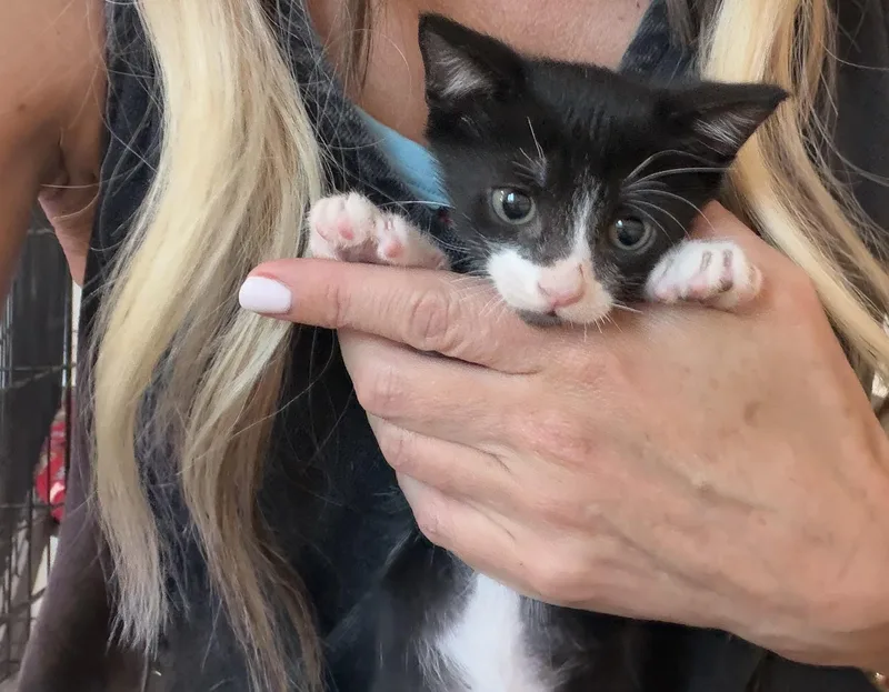 Felix The Sweetie