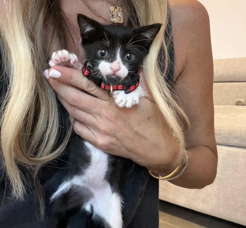 Felix  The Sweetie thumbnail 2