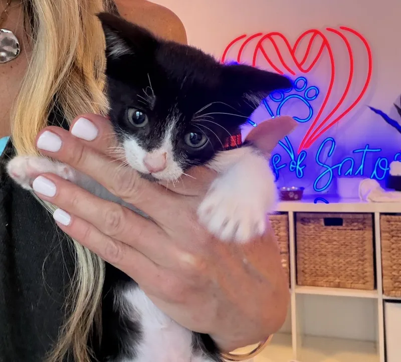 Felix  The Sweetie thumbnail 3