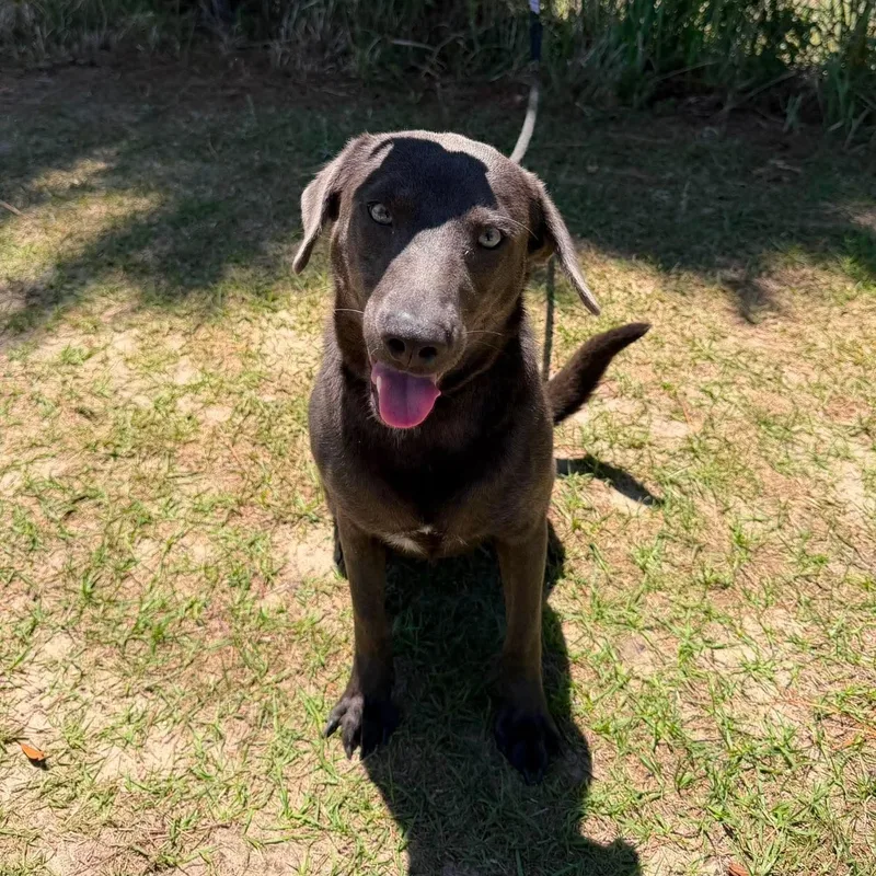 An adult medium-sized female Gray / Blue / Silver Labrador Retriever dog named Juno Mae for adoption in Foley, AL