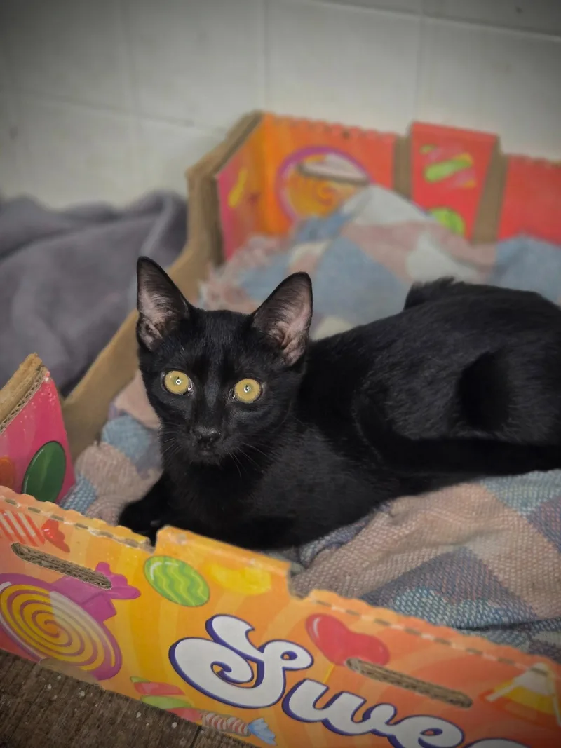 A young medium-sized male Domestic Short Hair cat named Bugger for adoption in Chatsworth, GA