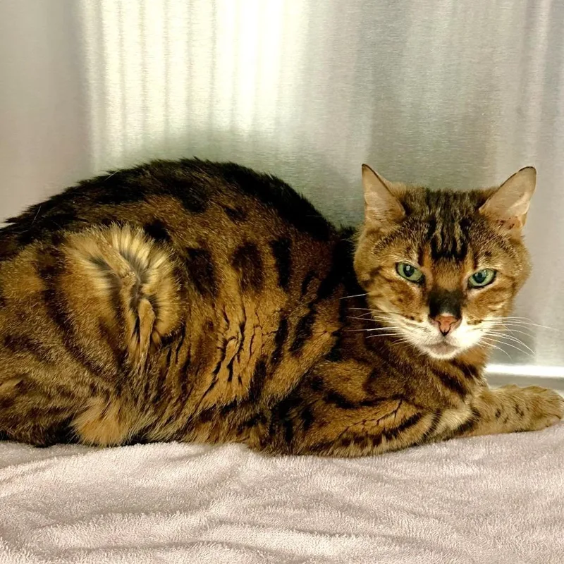 A senior small-sized female Brown / Chocolate Bengal cat named Tovi for adoption in Warrensburg, MO