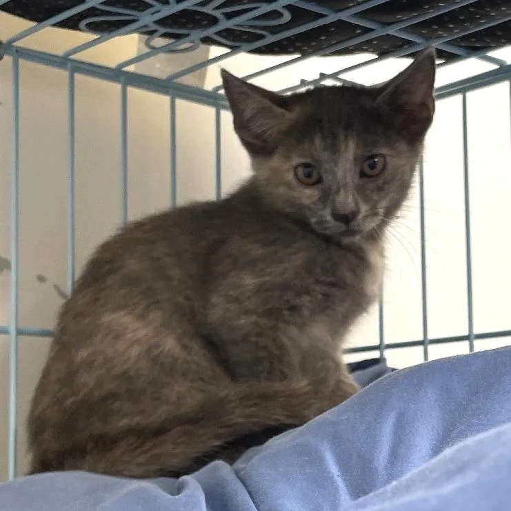 A baby small-sized female Tortoiseshell Domestic Short Hair cat named Sheila for adoption in Brownsboro, AL