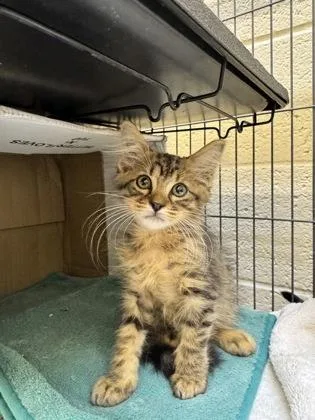 A young small-sized male Domestic Medium Hair cat named Cottonball for adoption in Vero Beach, FL