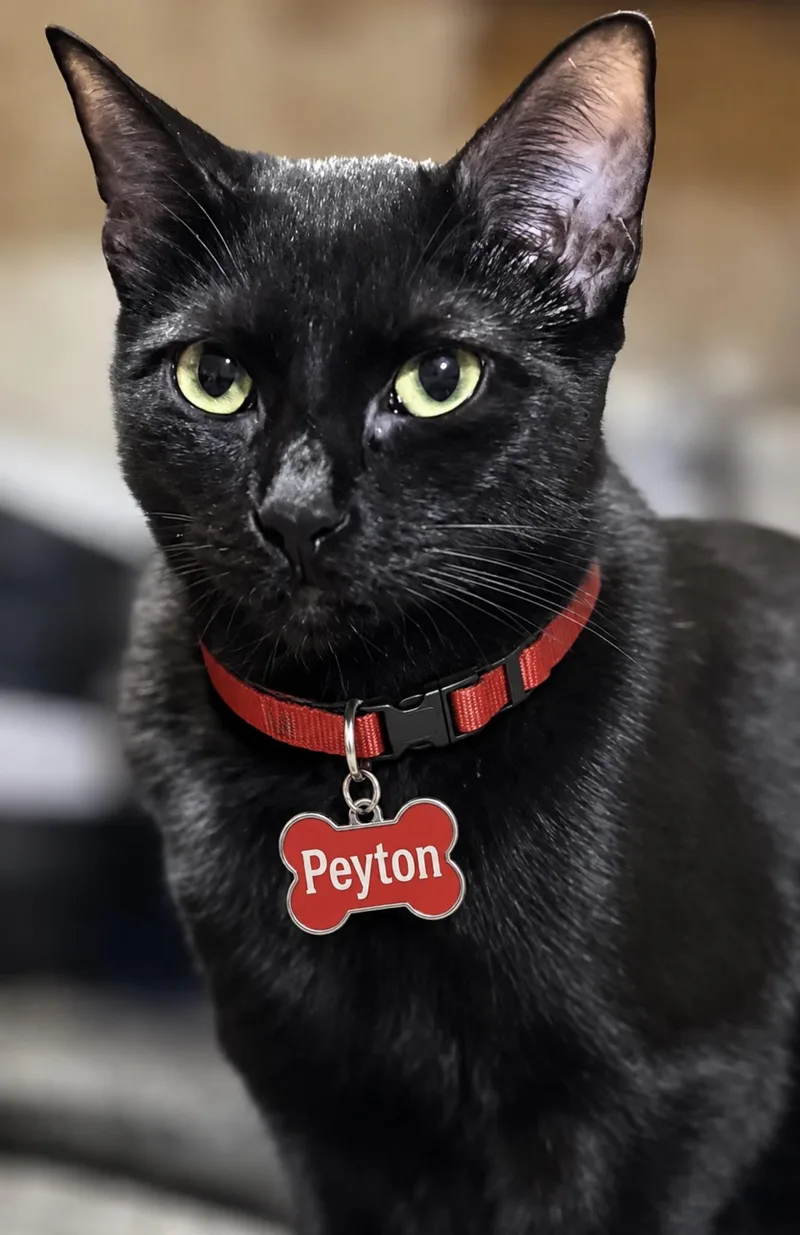 Peyton thumbnail 2