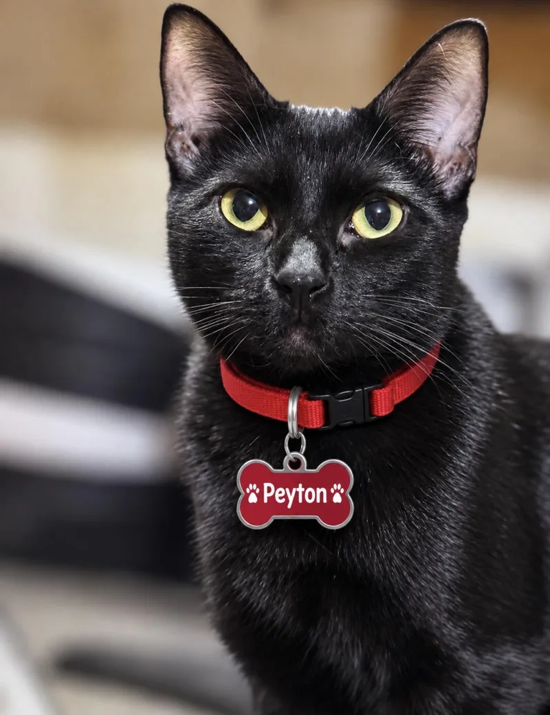 Peyton thumbnail 3