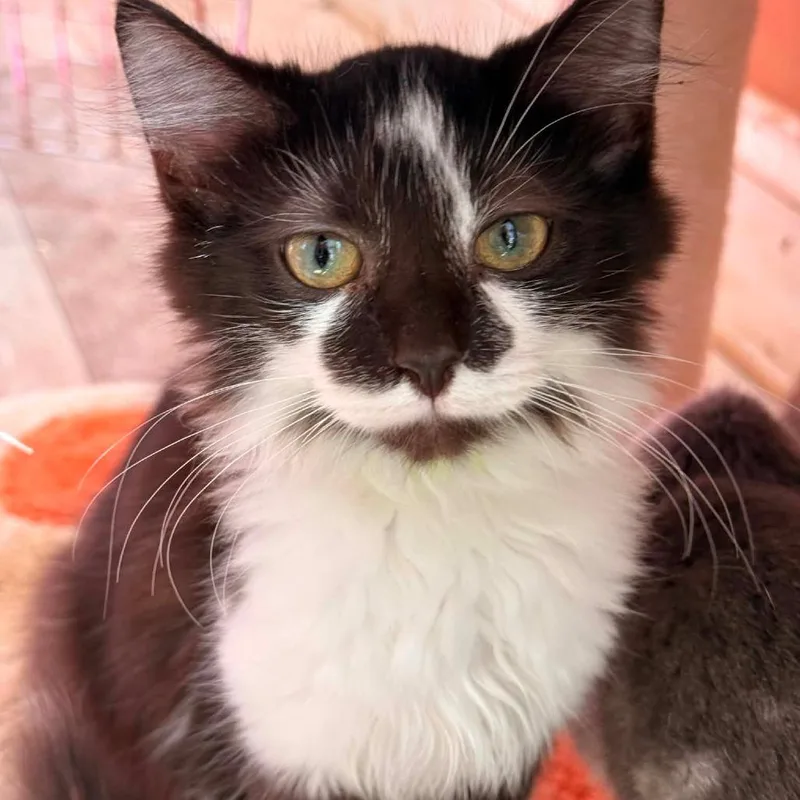 A baby small-sized male Black Domestic Medium Hair cat named Checker for adoption in Woodstock, VA