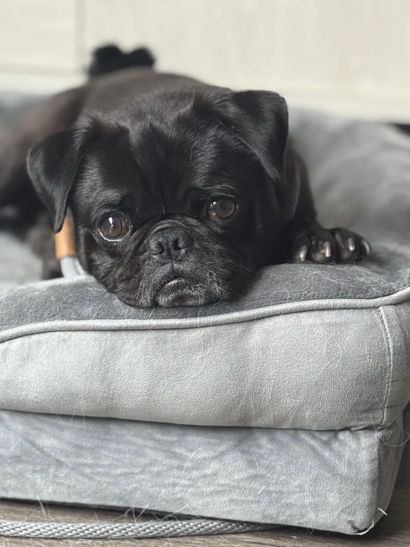 An adult small-sized male Pug dog named Sir George for adoption in Salt Lake City, UT