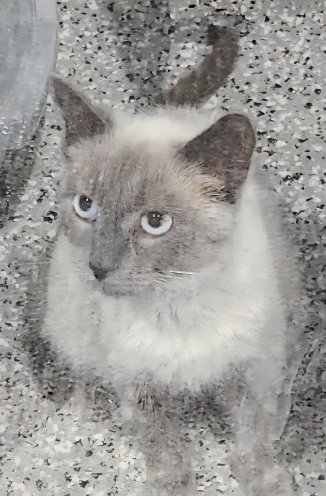 A young medium-sized female Siamese cat named Tinkerbell for adoption in Republic, MO