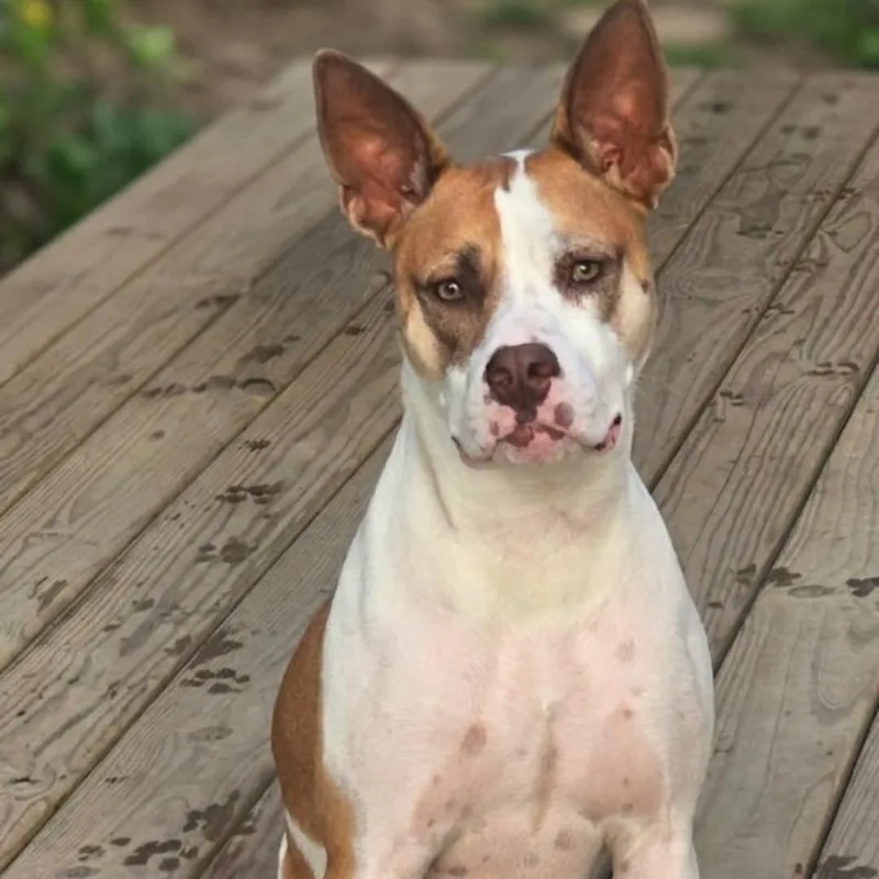 Sasha thumbnail 3