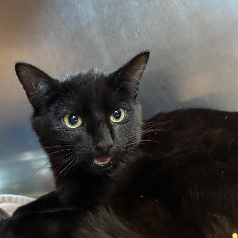 An adult medium-sized male Black Domestic Short Hair cat named Kennedy for adoption in Bristol, IN