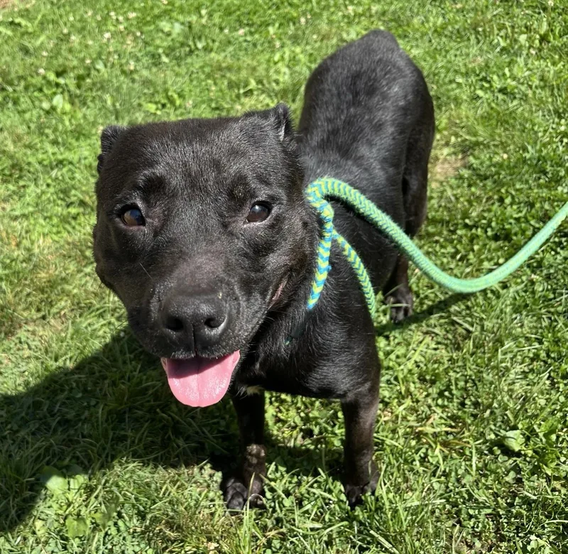 An adult medium-sized female Mixed Breed dog named Aleyuh for adoption in Youngstown, OH