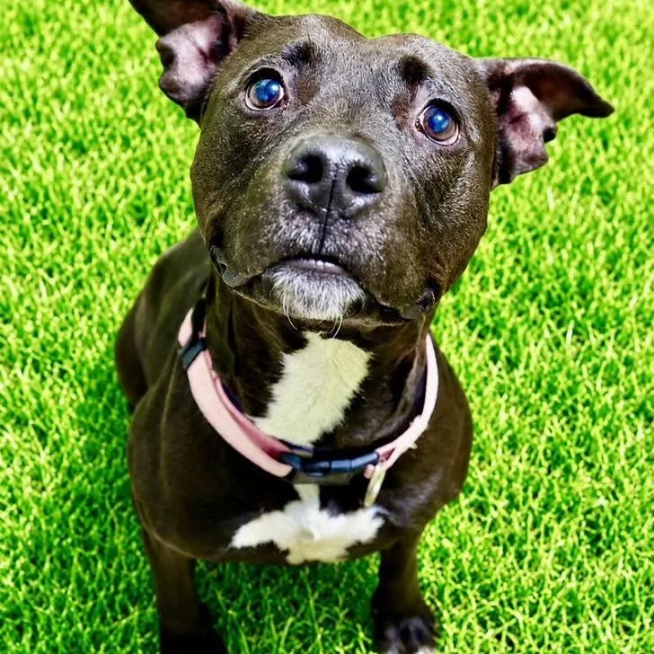 A young large-sized female Pit Bull Terrier dog named Addie for adoption in Battle Creek, MI