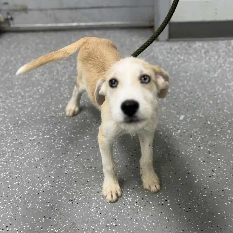 A baby medium-sized male Apricot / Beige Wirehaired Terrier dog named Dewy for adoption in Bardstown, KY