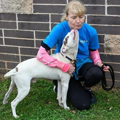An adult large-sized male Mixed Breed dog named Nugget for adoption in Chamblee, GA