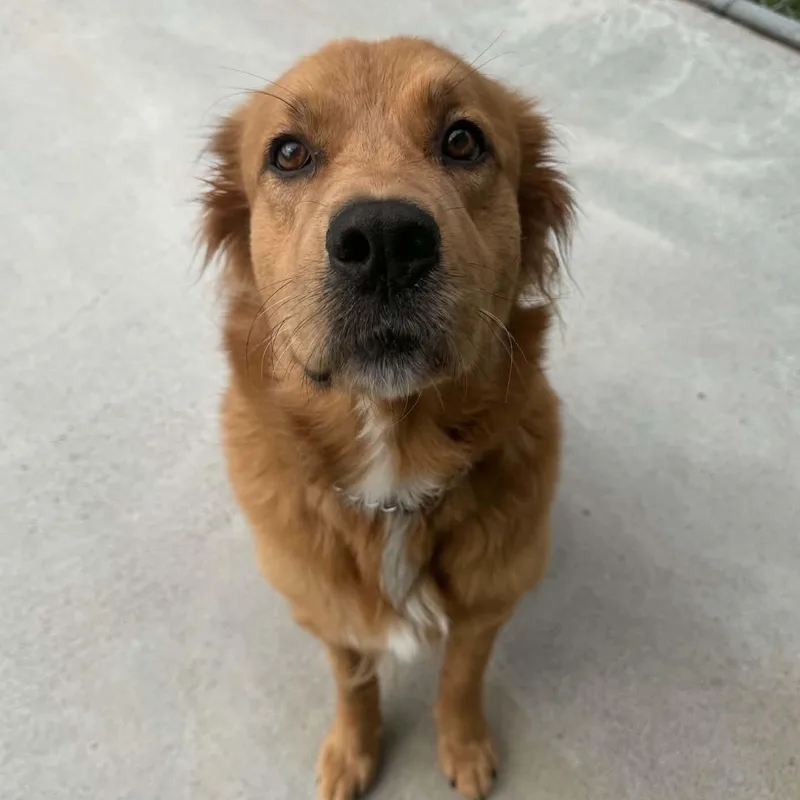 A young medium-sized female Golden Retriever dog named Larada for adoption in Berryville, VA