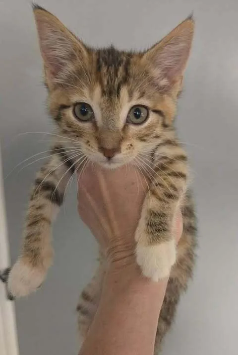 A baby small-sized female Domestic Short Hair cat named Helica Beltz for adoption in Peoria, IL