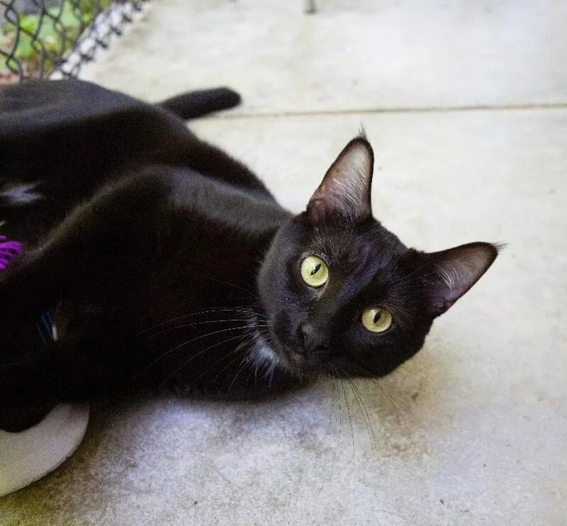 An adult medium-sized male Black & White / Tuxedo Domestic Short Hair cat named Issa for adoption in Arlington, WA