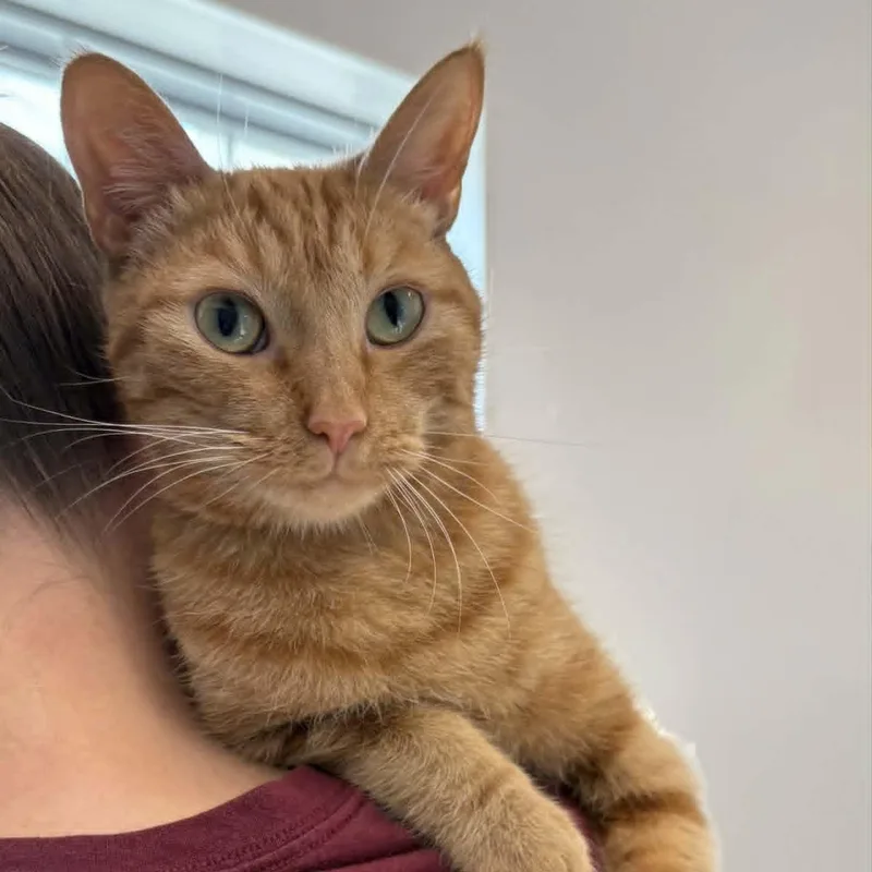 A young medium-sized female Domestic Short Hair cat named Presley for adoption in Rushville, IL