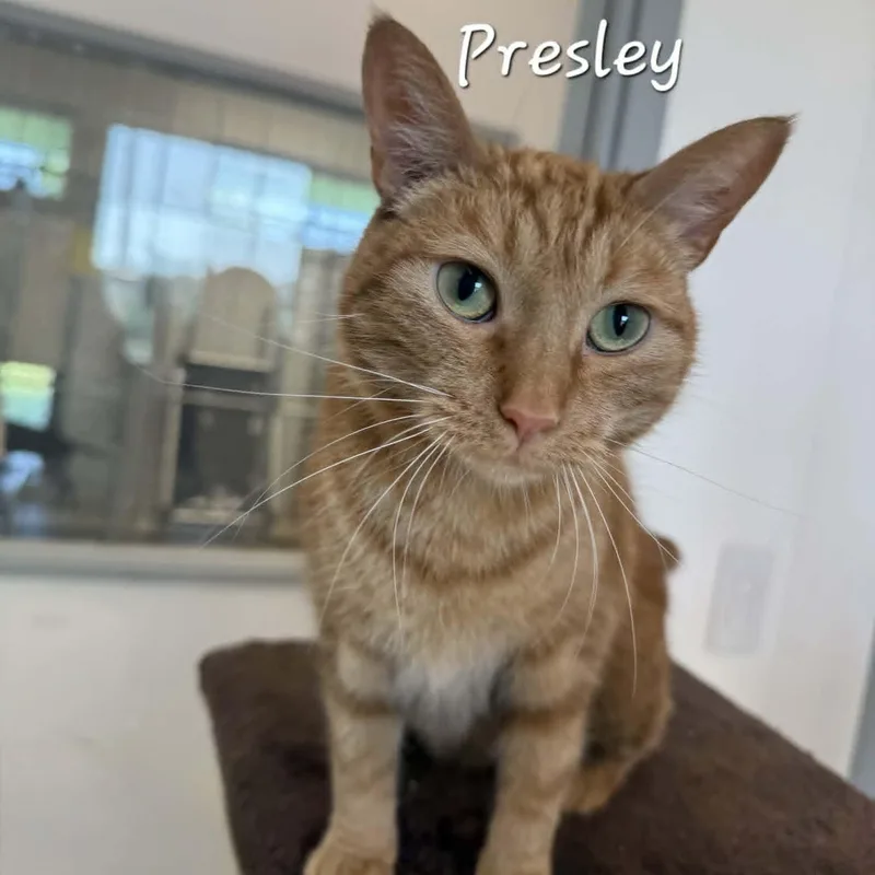 Presley thumbnail 2