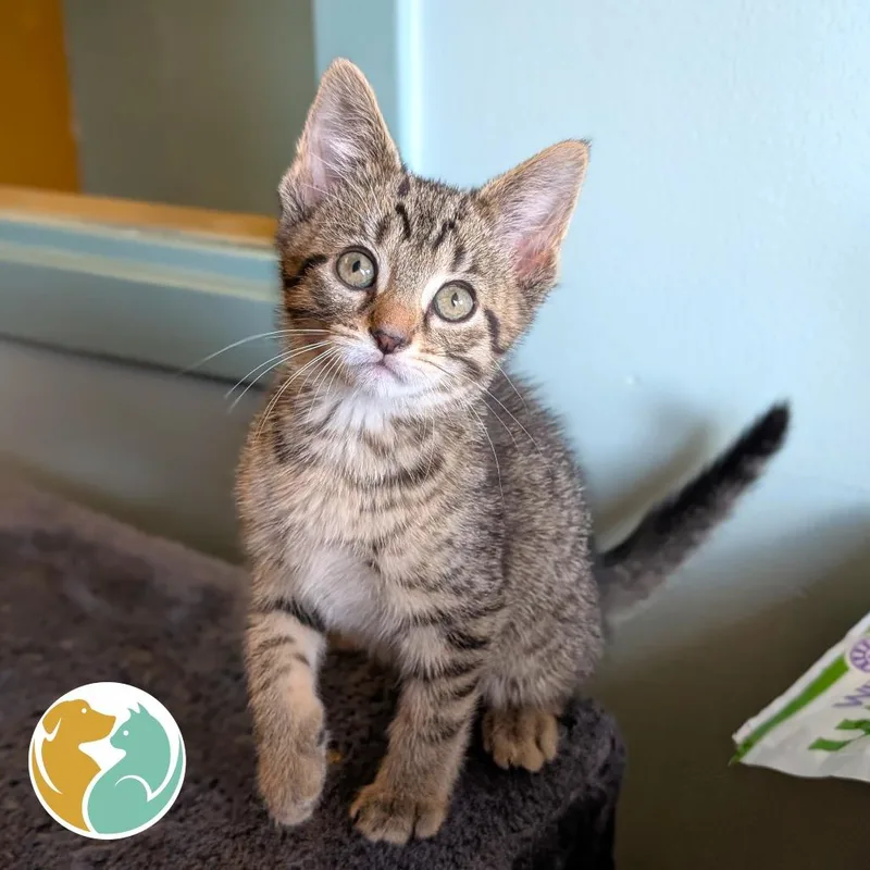 A baby small-sized male Brown / Chocolate Domestic Short Hair cat named Tot for adoption in Toledo, OH