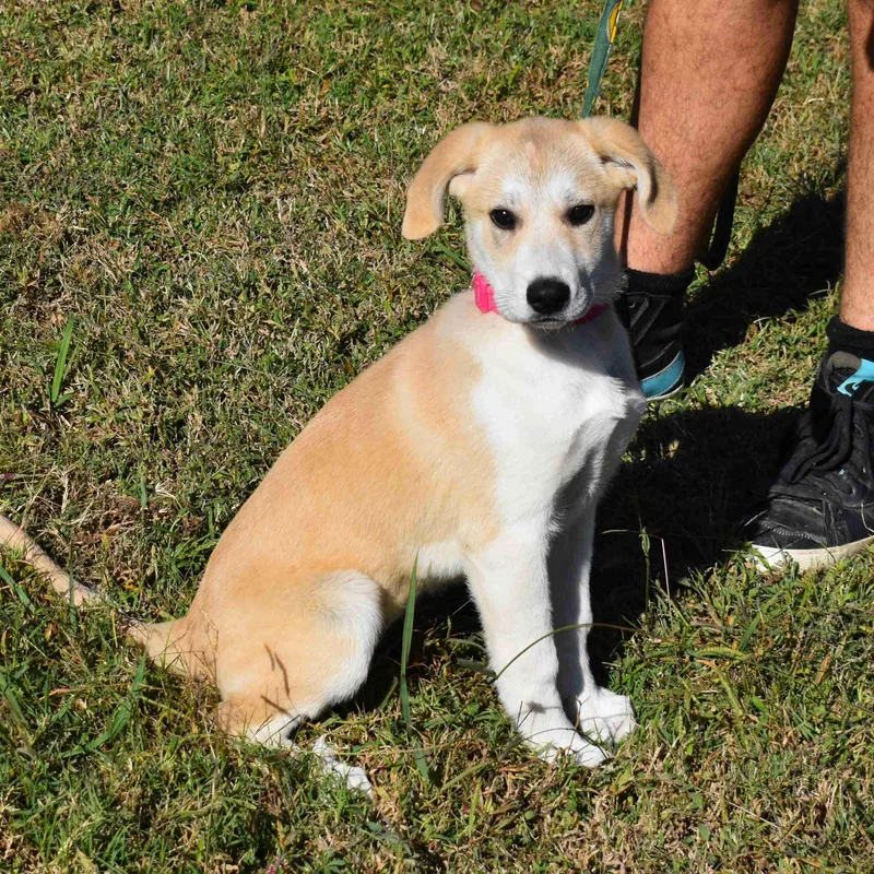 A baby large-sized female Yellow / Tan / Blond / Fawn Mixed Breed dog named Stella for adoption in Searcy, AR