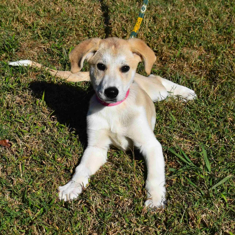 Stella thumbnail 3