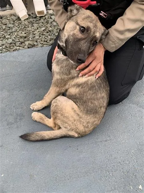A baby small-sized male German Shepherd Dog dog named Sir for adoption in San Jose, CA