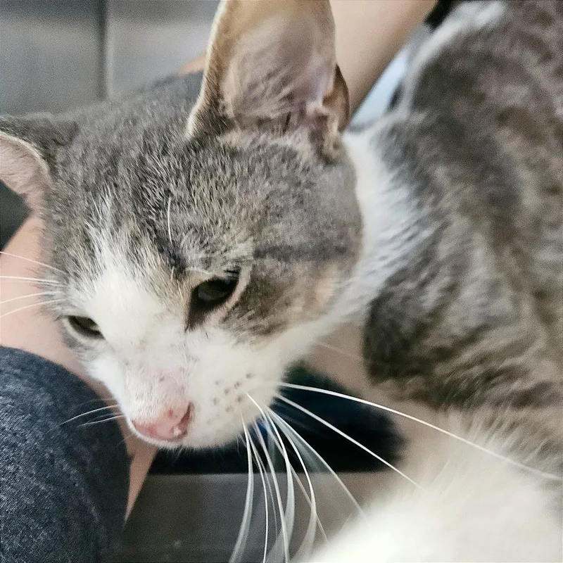 A young medium-sized male Gray / Blue / Silver Domestic Short Hair cat named Amaretto for adoption in Clarksville, AR