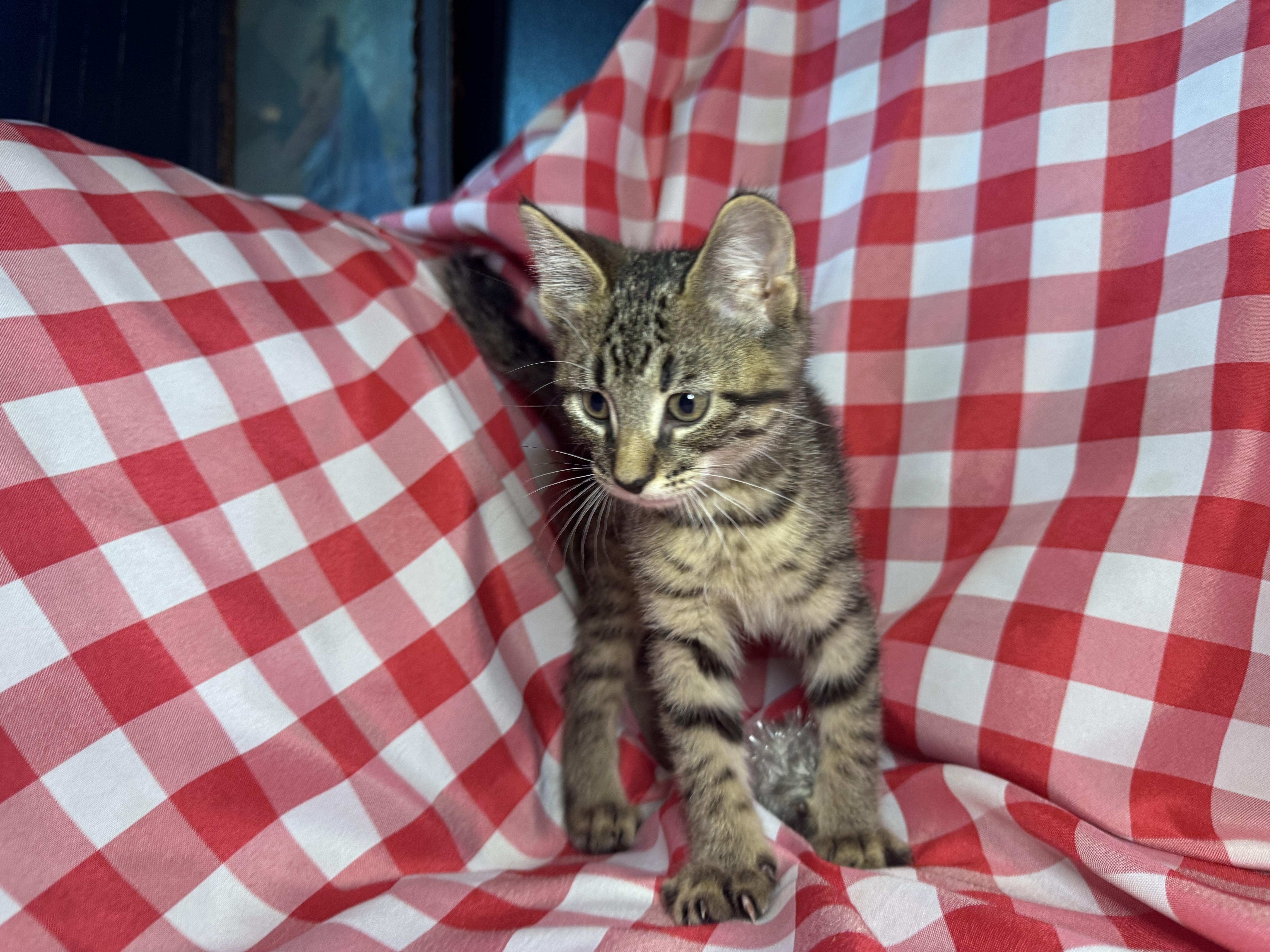 A baby medium-sized male Tabby (Buff / Tan / Fawn) Domestic Short Hair cat named Gnocchi for adoption in Avoca, PA