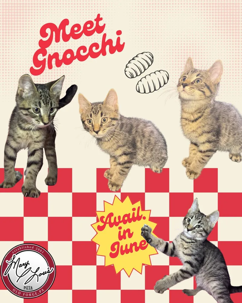 Gnocchi thumbnail 5