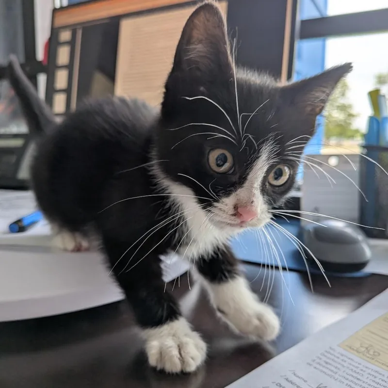 A baby small-sized male Domestic Short Hair cat named Boots for adoption in Dearborn, MI